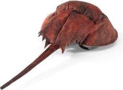 Folkmanis Horsehoe Crab Hand Puppet