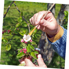 Kisangel 8pcs Pollinator Tools for Garden Use Hand Pollination Brush Set for Fruit Trees and Vegetables Portable Manual Pollination Tools and Yard Gardening