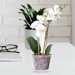 1 Set Phalaenopsis Hard Planting Cup Bonsai Training Pot Slotted Orchids Planter Bonsai Planter Container Hanging Pots Orchid Nursery Pots Clear Orchid Pot Indoor Coaster Plastic