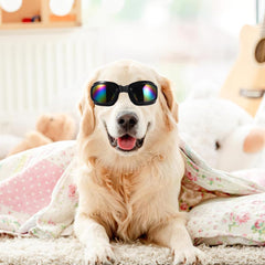 Ciieeo 3pcs Dog Goggles: UV Protection for Large Breed Dog Sunglasses Windproof Anti-fog Snowproof Puppy Glasses for Outdoor Riding Driving with Adjustable Straps