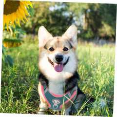 Reflective Dog Harness and Leash Pet Chest Strap for Medium to Large Dogs Comfortable Vest Design for Outdoor Training and Walks Easy to Wear Lightweight and Safe