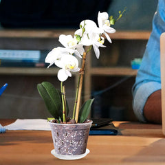 1 Set Phalaenopsis Hard Planting Cup Bonsai Training Pot Slotted Orchids Planter Bonsai Planter Container Hanging Pots Orchid Nursery Pots Clear Orchid Pot Indoor Coaster Plastic